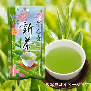 新茶早乙女A2020