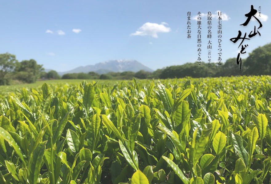 ながた茶店大人気シリーズ大山みどり